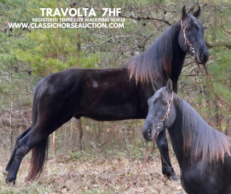 TRAVOLTA 7HF, Tennessee Walking Horses Gelding for sale in Kentucky