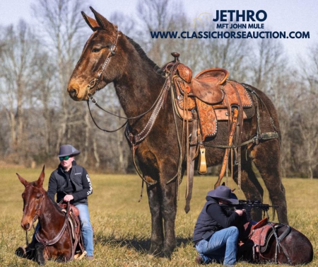 JETHRO, Mule Gelding for sale in Kentucky