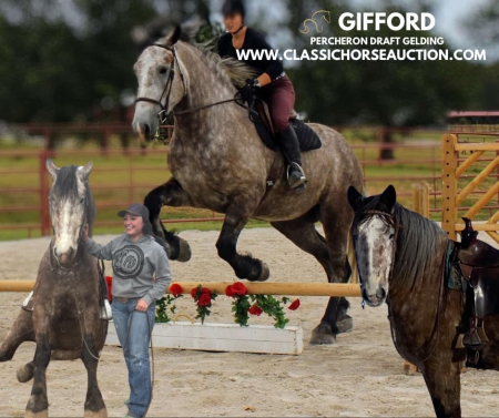 GIFFORD, Draft Gelding for sale in Missouri