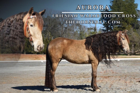 Friesian/Warmblood Mare (Youth/Dressage/Trail), Warmbloods (All) Mare for sale in Georgia