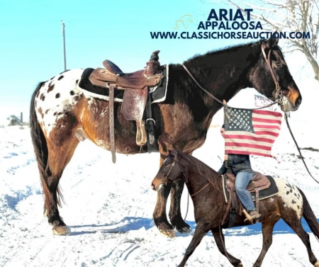 ARIAT, Appaloosa Gelding for sale in Missouri