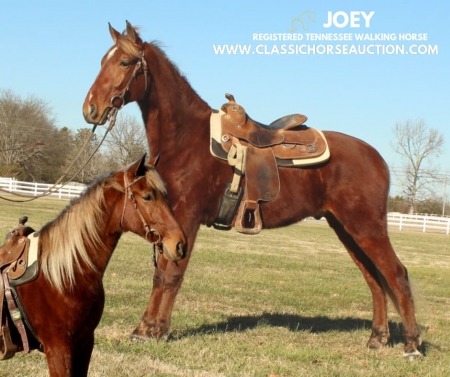 JOEY, Tennessee Walking Horses Gelding for sale in Tennessee