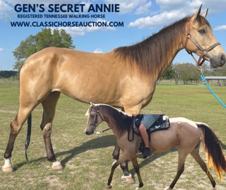 ANNIE, Tennessee Walking Horses Mare for sale in Florida