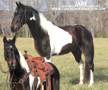 JADE, Tennessee Walking Horses Mare for sale in Kentucky