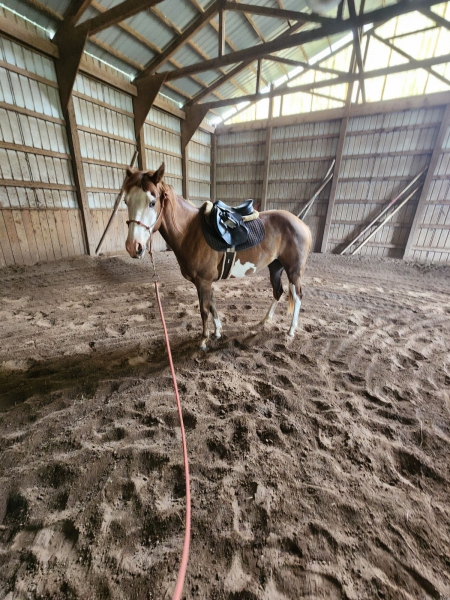 Charlie; IMA AWESOME PEARL , American Paint Horse Association Filly for sale in Pennsylvania