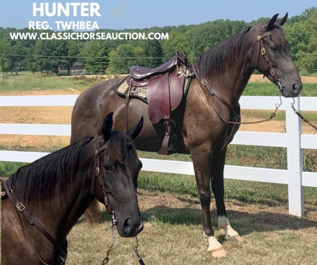 HUNTER, Tennessee Walking Horses Gelding for sale in Indiana