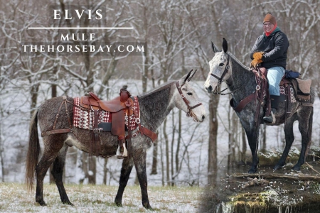 Grey John Mule (Ranch/Trail/Driving), Mule Gelding for sale in Kentucky