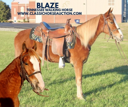 BLAZE, Tennessee Walking Horses Gelding for sale in Kentucky