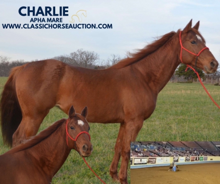 CHARLIE, American Paint Horse Association Mare for sale in Missouri