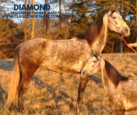 DIAMOND, Tennessee Walking Horses Mare for sale in Kentucky