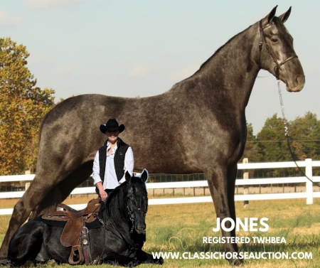 JONES, Tennessee Walking Horses Gelding for sale in Tennessee