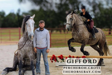 Percheron X Gelding, Percheron Gelding for sale in Missouri