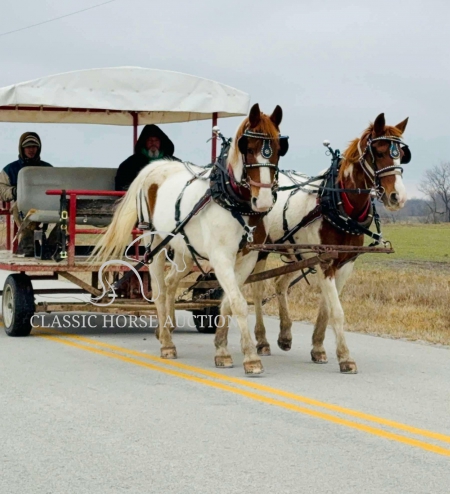 TONY & TESSA, Quarter Horse Cross Gelding for sale in Missouri