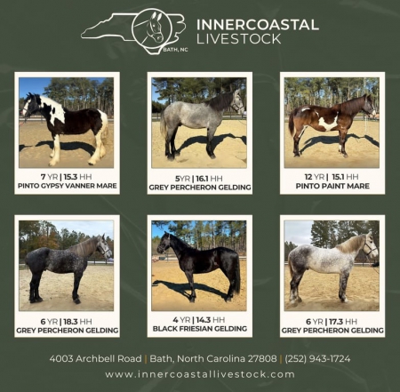 Horses For Sale, Other Gelding for sale in North Carolina