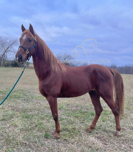 RED, Tennessee Walking Horses Gelding for sale in Kentucky