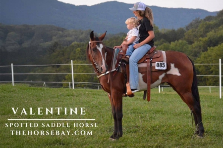 Bay Spotted Saddle Mare, Spotted Saddle Mare for sale in West Virginia