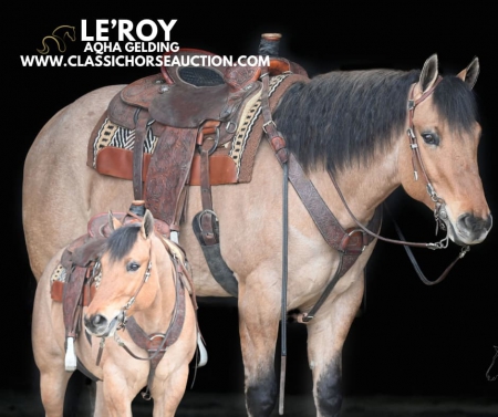 LE'ROY, American Quarter Horse Gelding for sale in Kentucky