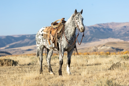 TOMCAT, Appaloosa Gelding for sale in Wyoming