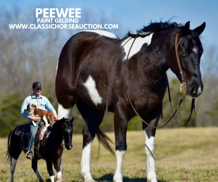 PEEWEE, American Paint Horse Association Gelding for sale in Kentucky