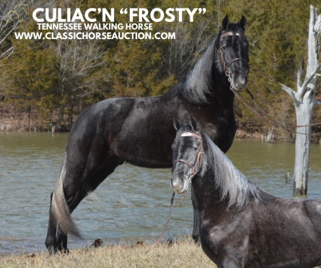 FROSTY, Tennessee Walking Horses Gelding for sale in Kentucky