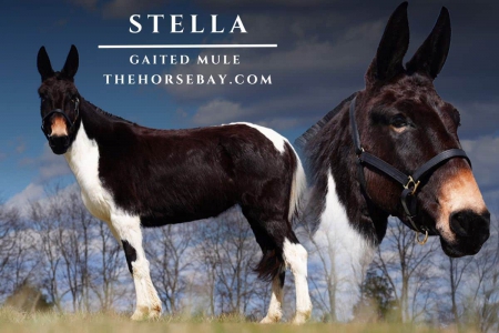 Black & White Gaited Molly Mule (Gaited/Trail/Trick), Mule Mare for sale in Kentucky