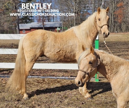 BENTLEY, Missouri Fox Trotting Horse Gelding for sale in Pennsylvania