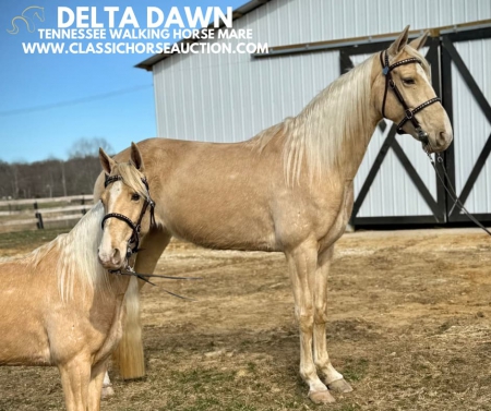 DELTA DAWN, Tennessee Walking Horses Mare for sale in Kentucky