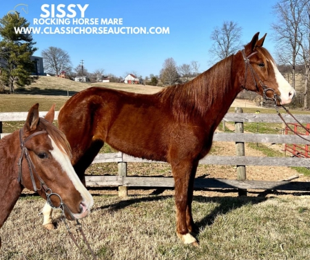 SISSY, Racking Horse Mare for sale in Kentucky