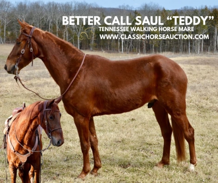 TEDDY, Tennessee Walking Horses Gelding for sale in Missouri