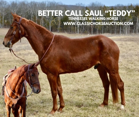 TEDDY, Tennessee Walking Horses Gelding for sale in Missouri