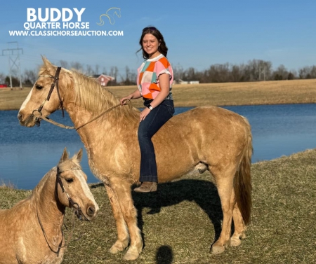 BUDDY, American Quarter Horse Gelding for sale in Kentucky