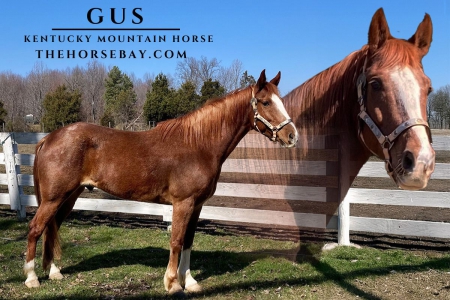 Gaited Trail Kentucky Mountain Gelding, Kentucky Mountain Saddle Horse Gelding for sale in Kentucky