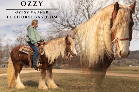 Gypsy Vanner Stallion , Gypsy Vanner Stallion for sale in Missouri