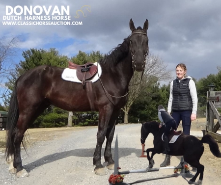 DONOVAN, Dutch Draft Gelding for sale in Pennsylvania