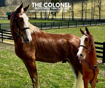 GENTLE CHESTNUT ROAN TENNESSEE WALKING HORSE, Tennessee Walking Horses Gelding for sale in Tennessee