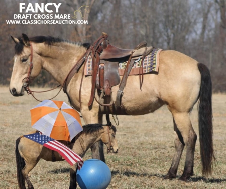 FANCY, Draft Gelding for sale in Illinois