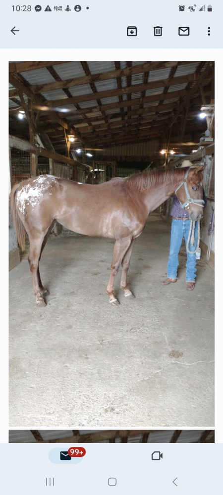 MS MILLERS SPOTTED CASH, Appaloosa Mare for sale in Oklahoma