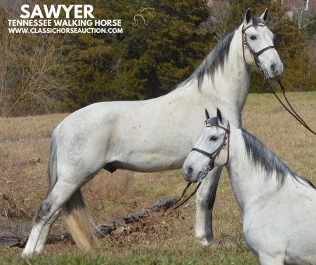 SAWYER, Tennessee Walking Horses Gelding for sale in Kentucky