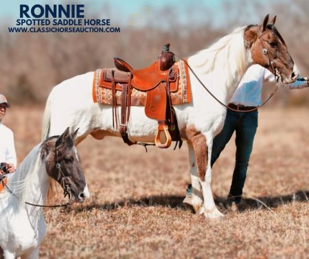 RONNIE, Spotted Saddle Gelding for sale in Missouri