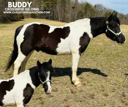 BUDDY, Draft Gelding for sale in Kentucky