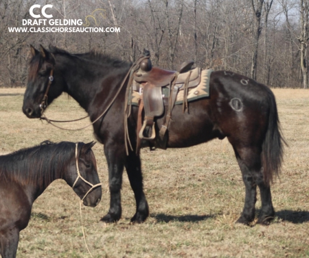 CC, Draft Gelding for sale in Illinois