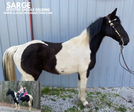 SARGE, Spotted Saddle Gelding for sale in Tennessee