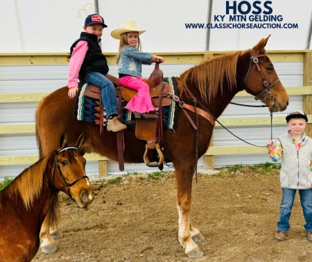 HOSS, Kentucky Mountain Saddle Horse Gelding for sale in Kentucky