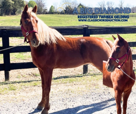 A BIG DIAMOND, Tennessee Walking Horses Gelding for sale in Kentucky