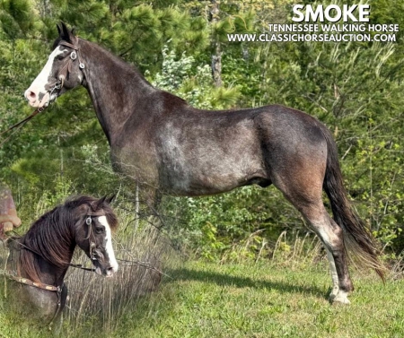 SMOKE , Tennessee Walking Horses Gelding for sale in Kentucky