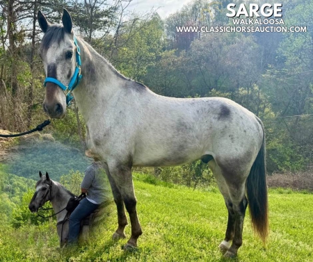 SARGE, Walkaloosa Gelding for sale in Kentucky