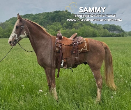 SAMMY, Tennessee Walking Horses Gelding for sale in Tennessee