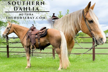 Palomino MFTHBA Mare (Field Trial/Trail/Youth), Missouri Fox Trotting Horse Mare for sale in Missouri