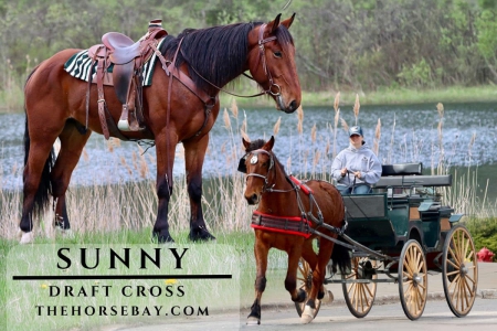 Bay Draft X Gelding (Driving/Trail/Youth), Draft Gelding for sale in Michigan