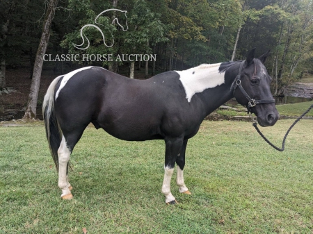 BLAKE, Draft Gelding for sale in Tennessee